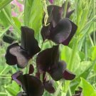 50 Seeds Almost Black Sweet Pea Seeds