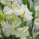 50 Seeds Clotted Cream Sweet Pea Seeds