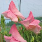 50 Seeds Emily Sweet Pea Seeds