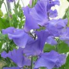 50 Seeds Our Harry Sweet Pea Seeds