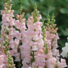 1000 Seeds Avignon Pink Snapdragon for Garden Planting