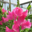 50 Seeds Evie Jones Sweet Pea for Garden Planting