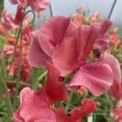 50 Seeds MM Sweet Pea for Garden Planting