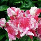 50 America Sweet Pea Seeds for Garden Planting