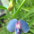 50 Seeds Lathyrus sativus var. cyaneus Annual Sweet Pea