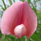 50 Seeds Lathyrus tingitanus var. roseus Annual Sweet Pea