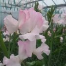 50 Seeds Beth Chatto Sweet Pea for Garden Planting