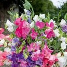 50 Seeds Bijou Dwarf Mix Sweet Pea for Garden Planting