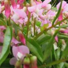 50 Lathyrus vernus Albo-roseus Perennial Sweet Pea Seeds