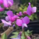 50 Lathyrus vernus Angustifolius Perennial Sweet Pea Seeds