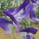 50 Solway Sapphire Semi-Dwarf Sweet Pea Seeds for Garden