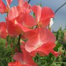 50 Seeds Thomas & Linda Sweet Pea for Garden Planting