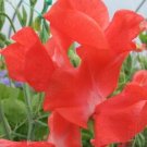 50 Seeds Florencecourt Sweet Pea for Garden Planting