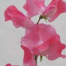 50 Seeds Tara Sweet Pea Seeds for Garden Planting