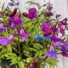 50 Seeds Lathyrus vernus subsp. vernus Perennial Sweet Pea Seeds