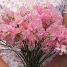 50 Seeds Elegance Pink Diana Sweet Pea Seeds for Garden