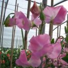50 Seeds Solstice Light Pink Sweet Pea Seeds for Garden