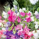 50 Seeds Everlasting Mix Sweet Pea Seeds for Garden Planting