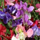 50 Seeds Incense Mix Sweet Pea Seeds for Garden Planting