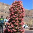 50 Seeds Echium Vulgare Rainbow Blooming Outdoor Seed Perennial Thistle Flower