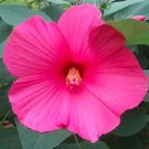 100 Seeds Hibiscus Moscheutos Seed Giant Hibiscus Flower Color 2