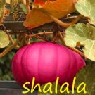 10 Seeds Big Pumpkin Seed Interest Pumpkins Good Keep Gourd Vegetable Color 5