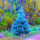 50 Seeds Colorado blue spruce Seed PICEA PUNGENS GLAUCA good for growing in pots,  a Christmas Tree