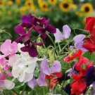 50 Seeds Sweetie Mix Sweet Pea Seeds for Garden Planting