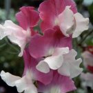 50 Seeds Route 66 Sweet Pea Seeds for Garden Planting