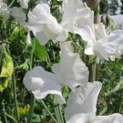 50 Seeds Royal Wedding Sweet Pea Seeds for Garden Planting