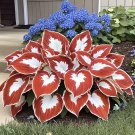 100 Seeds The Enchanting Hosta - Orange and White