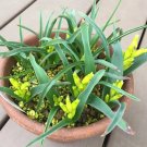 20 Seeds Lachenalia reflexa Seeds Rare South African Bulbous Plant