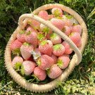 50 Seeds Big and sweet Ice cream pink strawberry