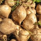 50 Seeds Groundnut Cold Potatoes