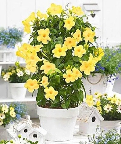 200 Seeds Mandevilla Sanderi Seed Beautiful Climbing Flower Seed Plants Mixed Colors Flowers