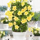 200 Seeds Mandevilla Sanderi Seed Beautiful Climbing Flower Seed Plants Mixed Colors Flowers