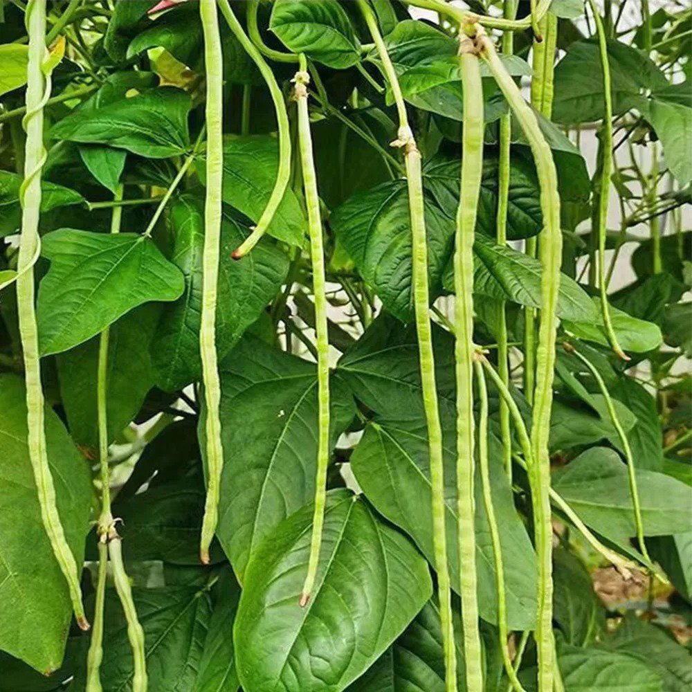 1 Bag (5 Grams / Bag) No Trellis Required Yardlong Bean Seeds