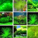 500 Seeds Aquarium Plant Seed Mixed Water Grasses Random (Color: Mix)