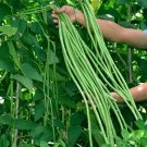 1 Bag (10 Grams / Bag) Ningjiang No.3 Yardlong Bean Seeds