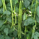 1 Bag (10 Grams / Bag) Black Eyebrow No.1 Cowpea Seeds