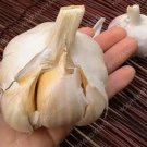 100 Seeds Giant Garlic Seed Pure Natural Organic Healthy Vegetable Seed