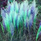 100 Seeds Cortaderia Selloana Pampas Grass Pumila Tall Feathery Decorative Flower Seeds