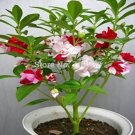 50 Seeds Four Seasons colorful impatiens plants flower Seeds potted plants Seeds