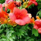 New Trumpet Vine, Campsis radicans, 40 Vine Seeds