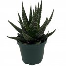 Universe Haworthia Succulent Plant  2.5" Pot