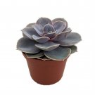 Perle von Nurnberg Desert Rose Echeveria 2.5" Pot Live lPlant