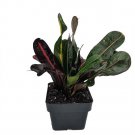 Mamey Croton 3" Pot Colorful House Plant