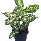 Japanese Bamboo Florida Beauty Dracaena 3" Pot Live Plant