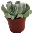 Topsy Turvy Succulent Plant Echeveria runyonii 2.5" Pot