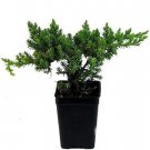 Japanese Juniper Bonsai Starter Tree 2.5" Pot Live Plant
